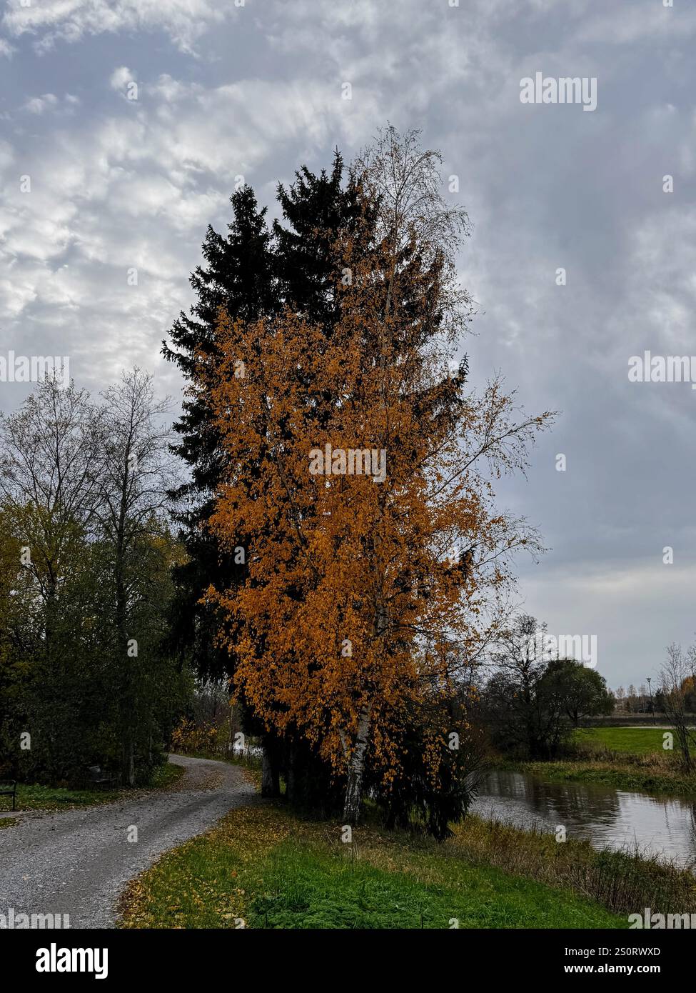 Golden birch tree in the front of the evergreen tree in Finnish autumn against a dramatic cloudy sky, capturing the beauty of Nordic natural landscape - Smartphone Captured Stock Image