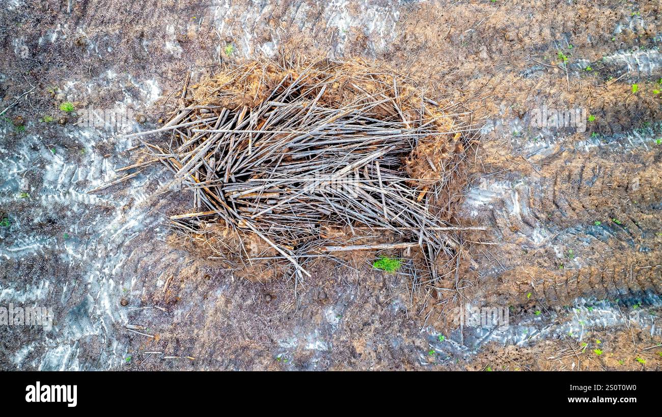 aerial drone view, land clearing deforestation, piles of logs cut down ...