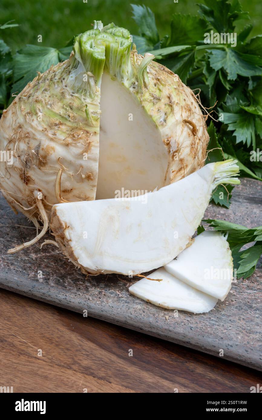 Celery root head, fresh celeriac, source of vitamins, fresh healthy ...