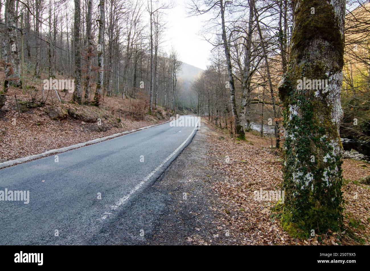 Arce Valley road crossing the forest and Urrobi river. Navarre, Spain ...