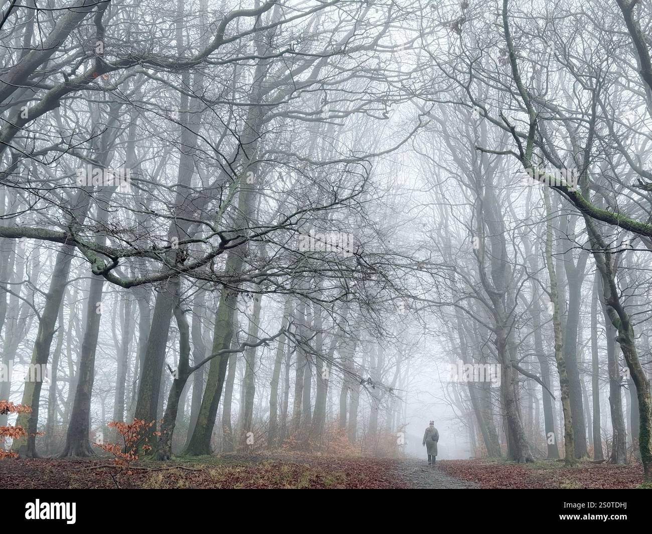 Mist at Adlington. Misty day in woods  with lone female walker. Adlington near Chorley in Lancashire - Smartphone Captured Stock Image