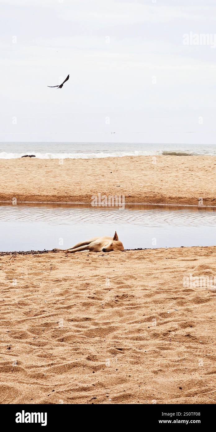 Sunny day peaceful beach - Smartphone Captured Stock Image