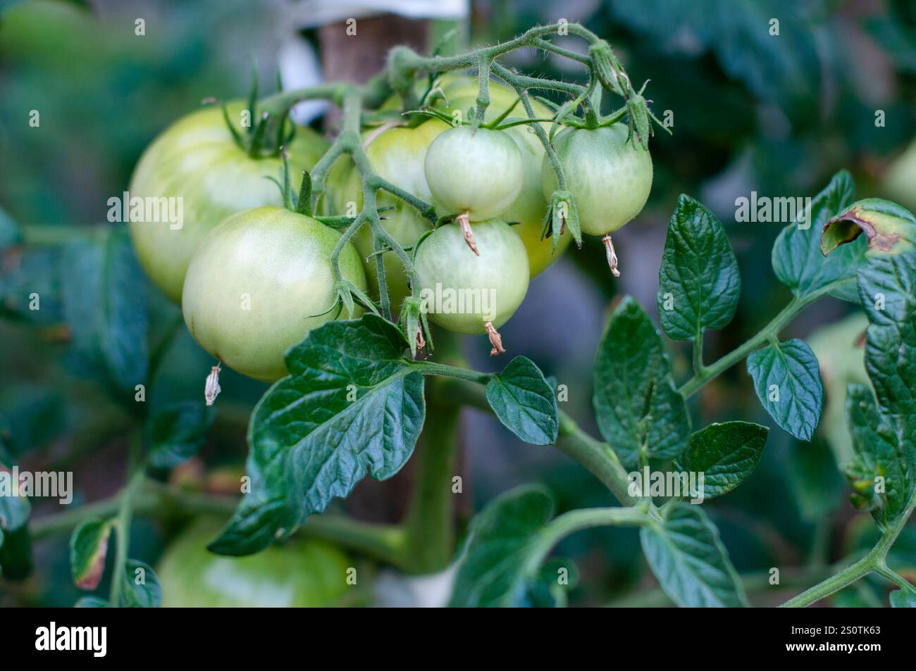 Salud de la agricultura hi-res stock photography and images - Alamy