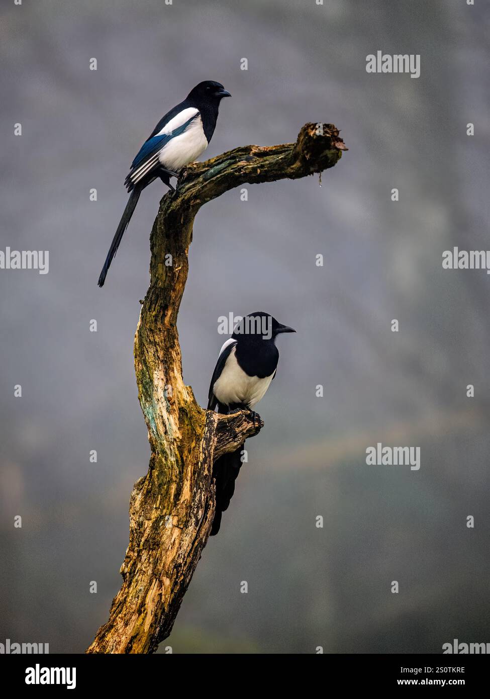 Two magpies on a foggy day in late autumn in mid Wales Stock Photo