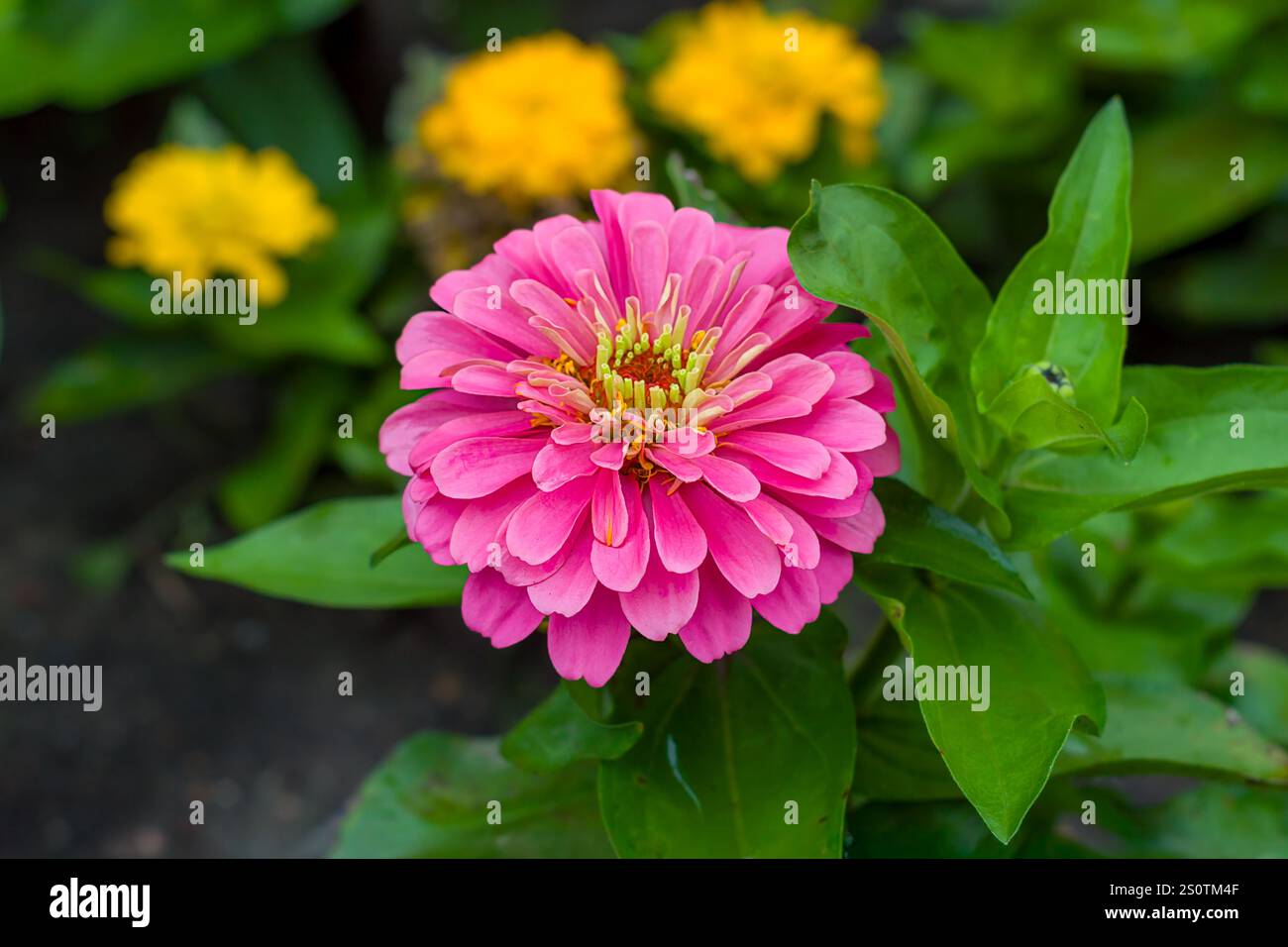 Single blooming zinnia flower head in summer garden. Stock Photo