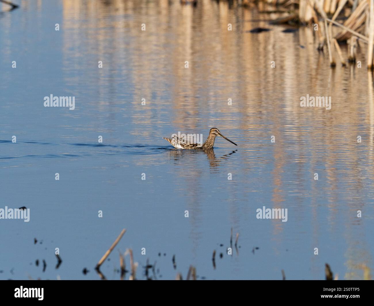 Common snipe Gallinago gallinago swimming in a pool, Greylake RSPB ...