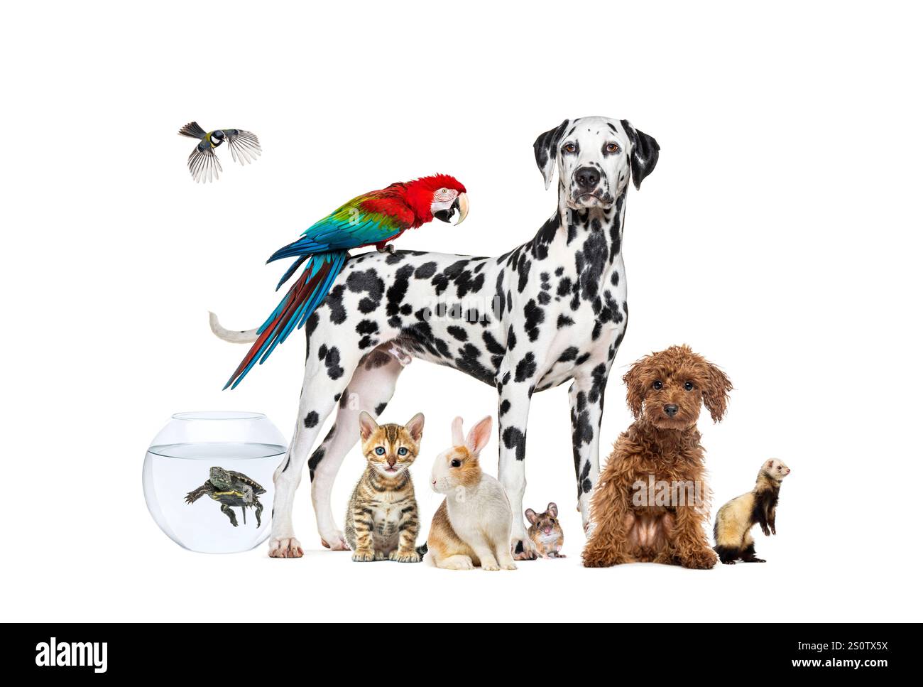 Group of pets posing around a dog standing with a macaw on its back is surrounded by other common house pets,  cat, ferret, rabbit, bird, fish, rodent Stock Photo