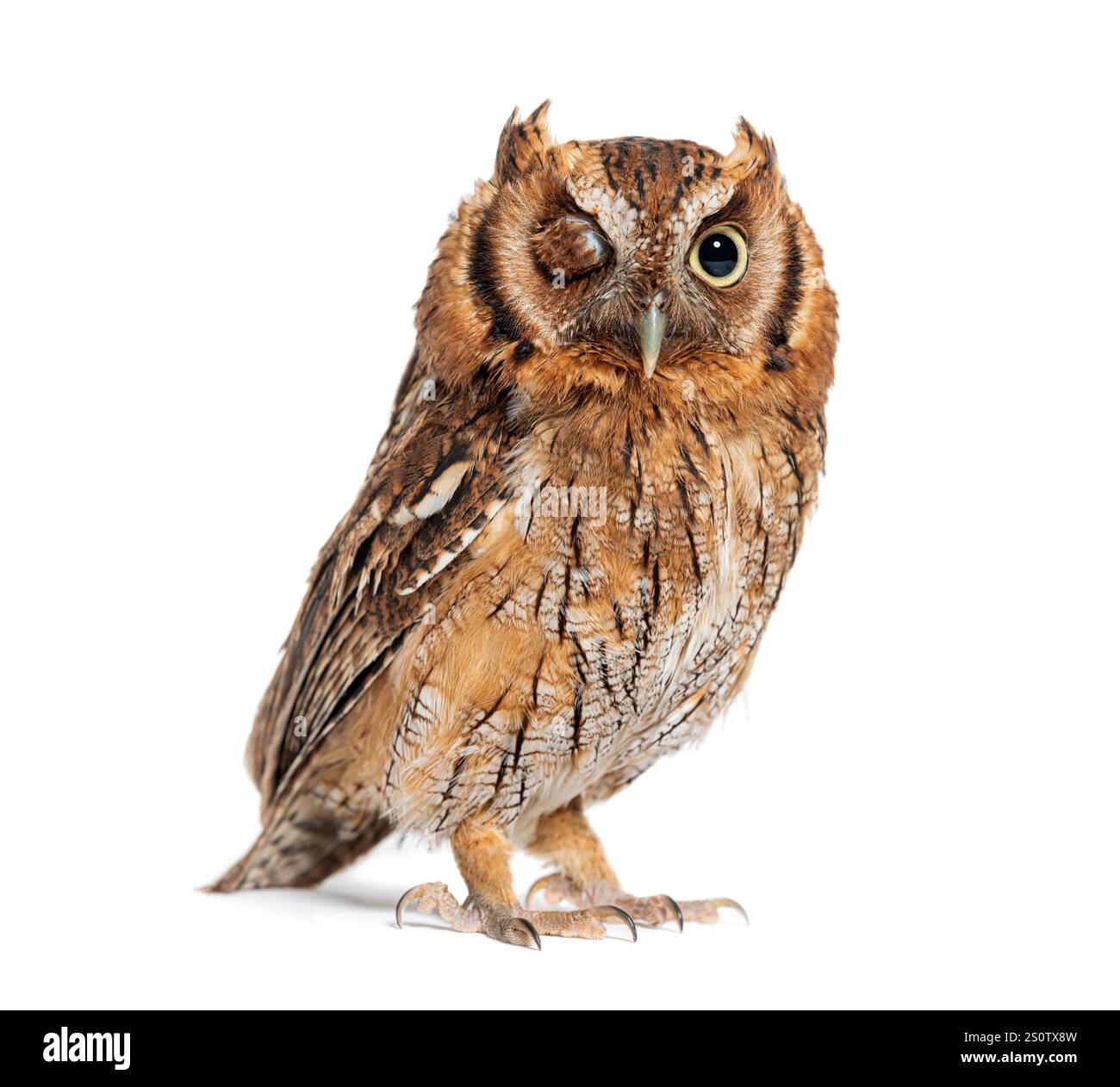 Tropical screech owl, Megascops choliba,  winking at the camera, isolated on white Stock Photo