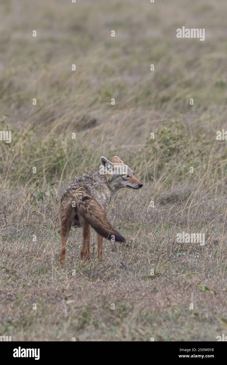 Golden jackals or golden wolf (Canis aureus) between grassland in Serengeti in Tanzania East Africa Stock Photo