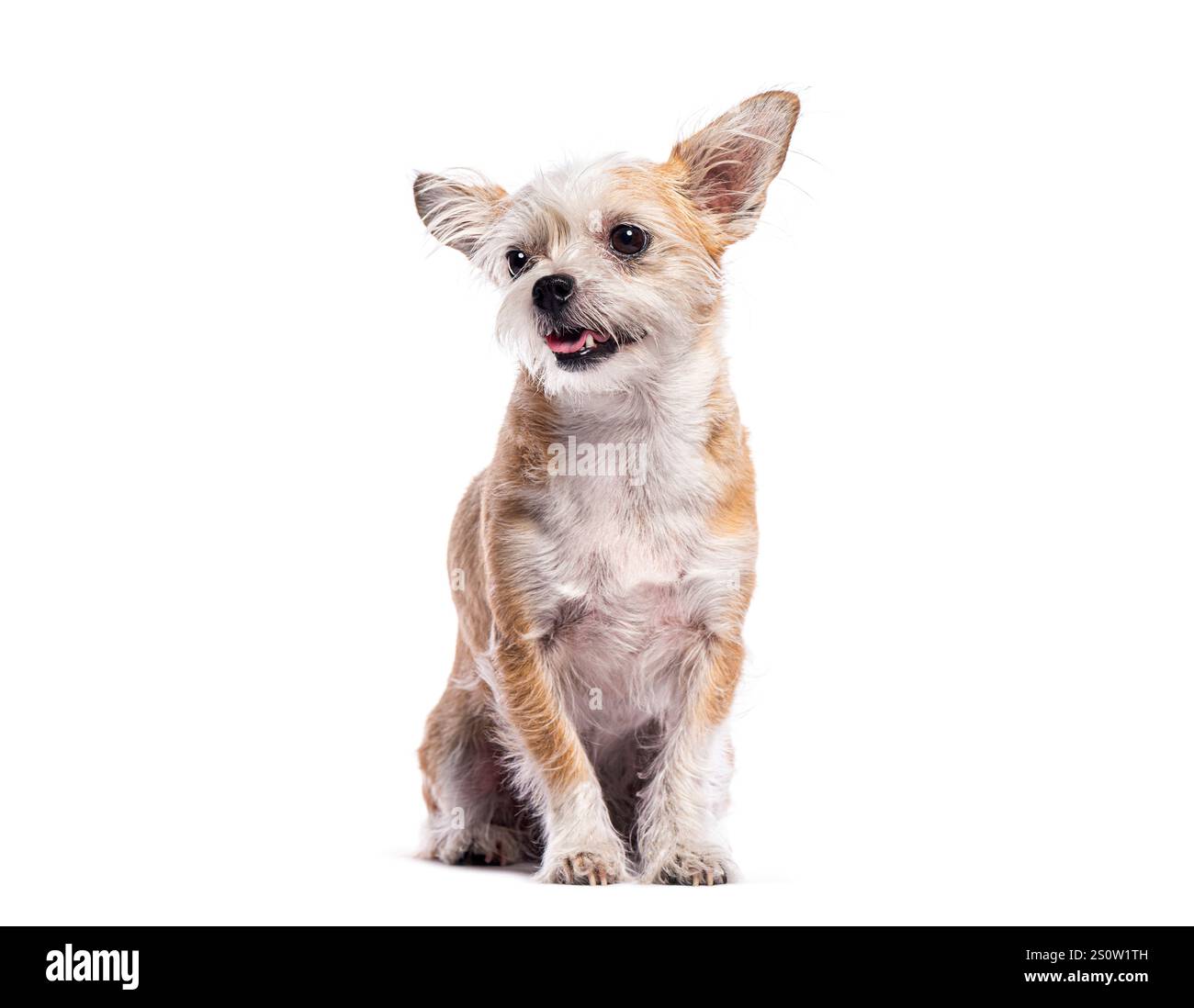 Small mixed breed dog sitting and panting, isolated on a white ...