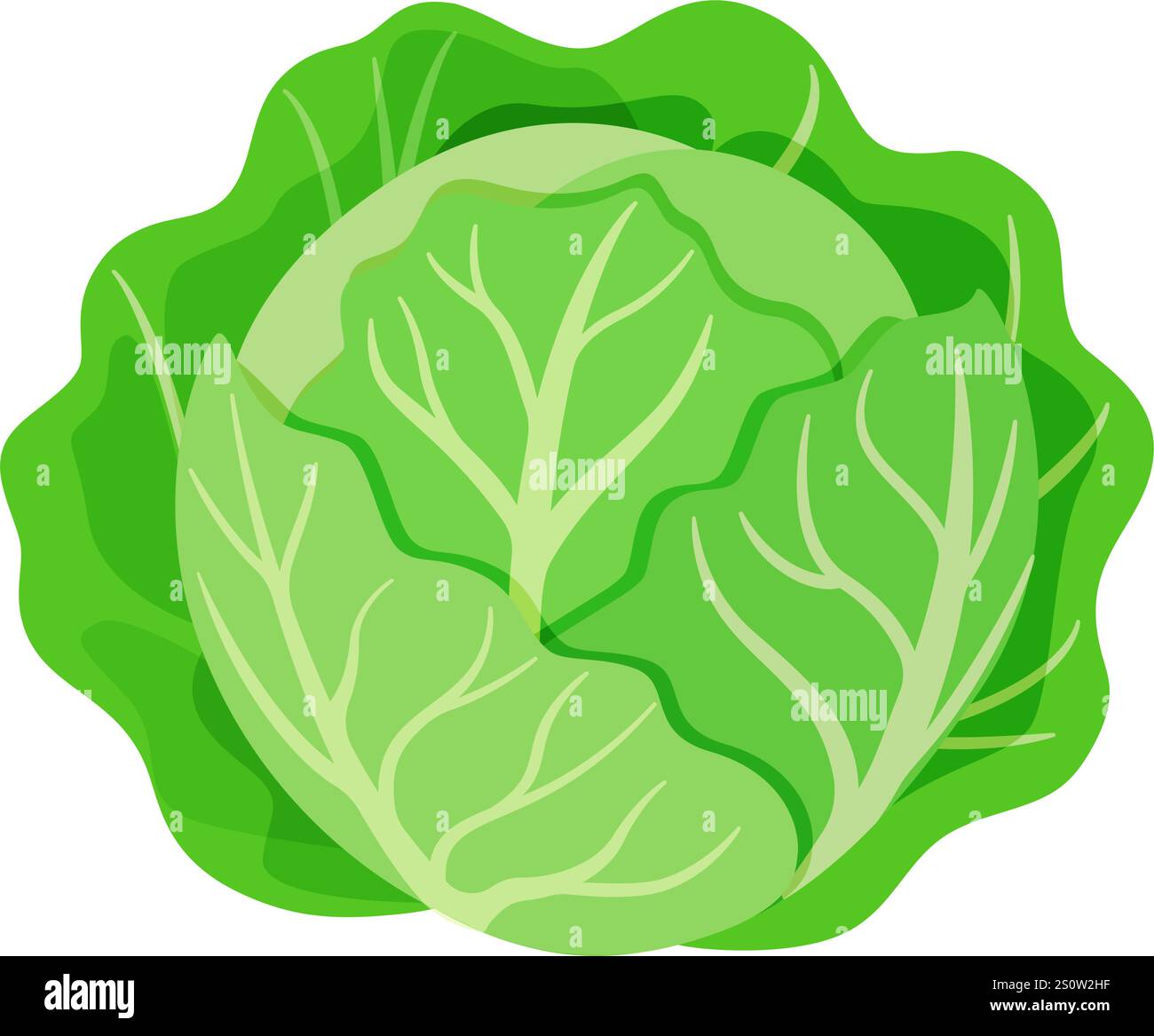 cabbage vegetable for cooking meals. A bright element. Hand drawn ...