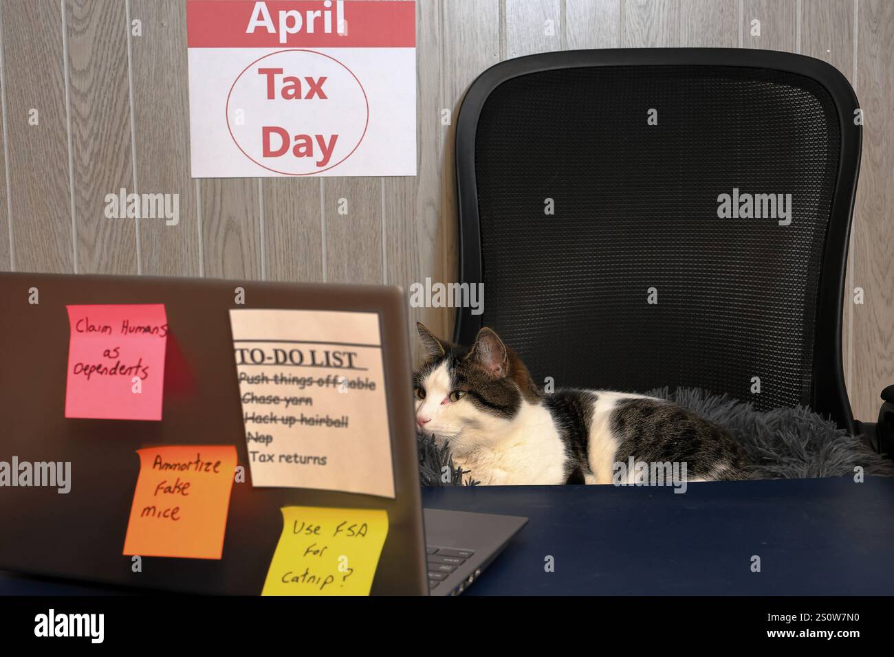 Tax Humor - Cat Works On Tax Returns At Laptop Stock Photo