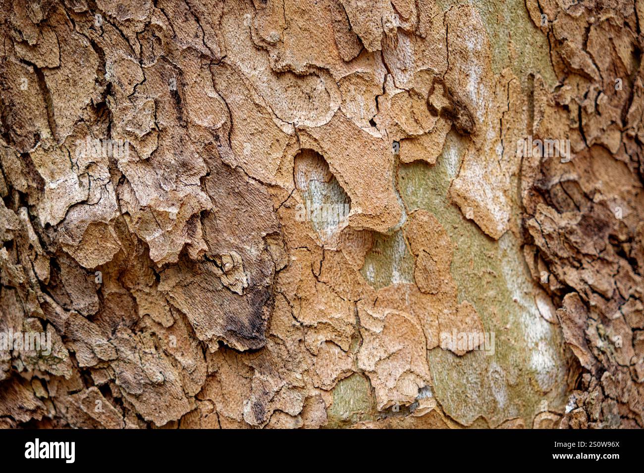 Ponderosa pine tree bark hi-res stock photography and images - Alamy