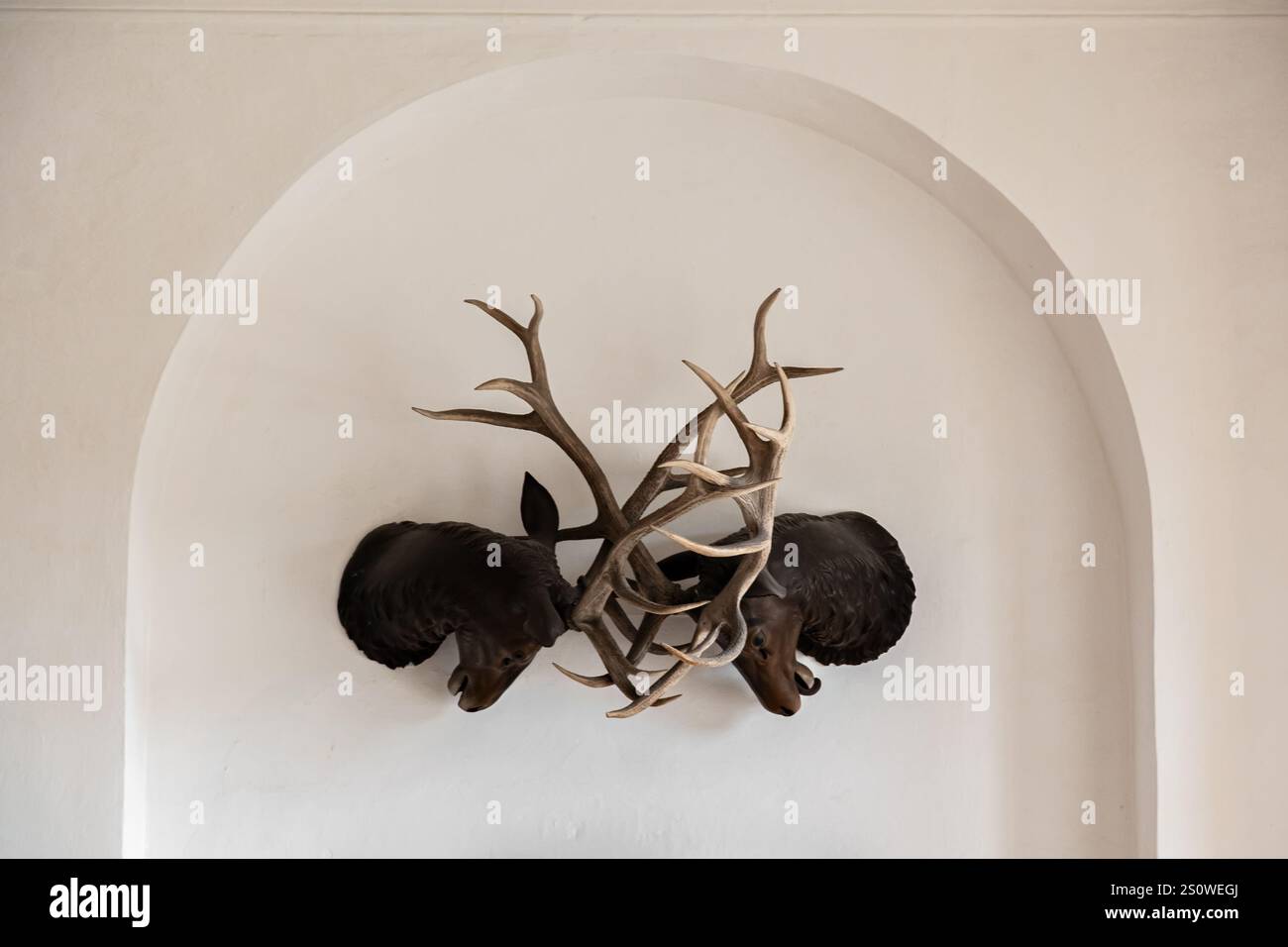 Two stuffed deer heads with huge antlers hang on a white wall in an ...