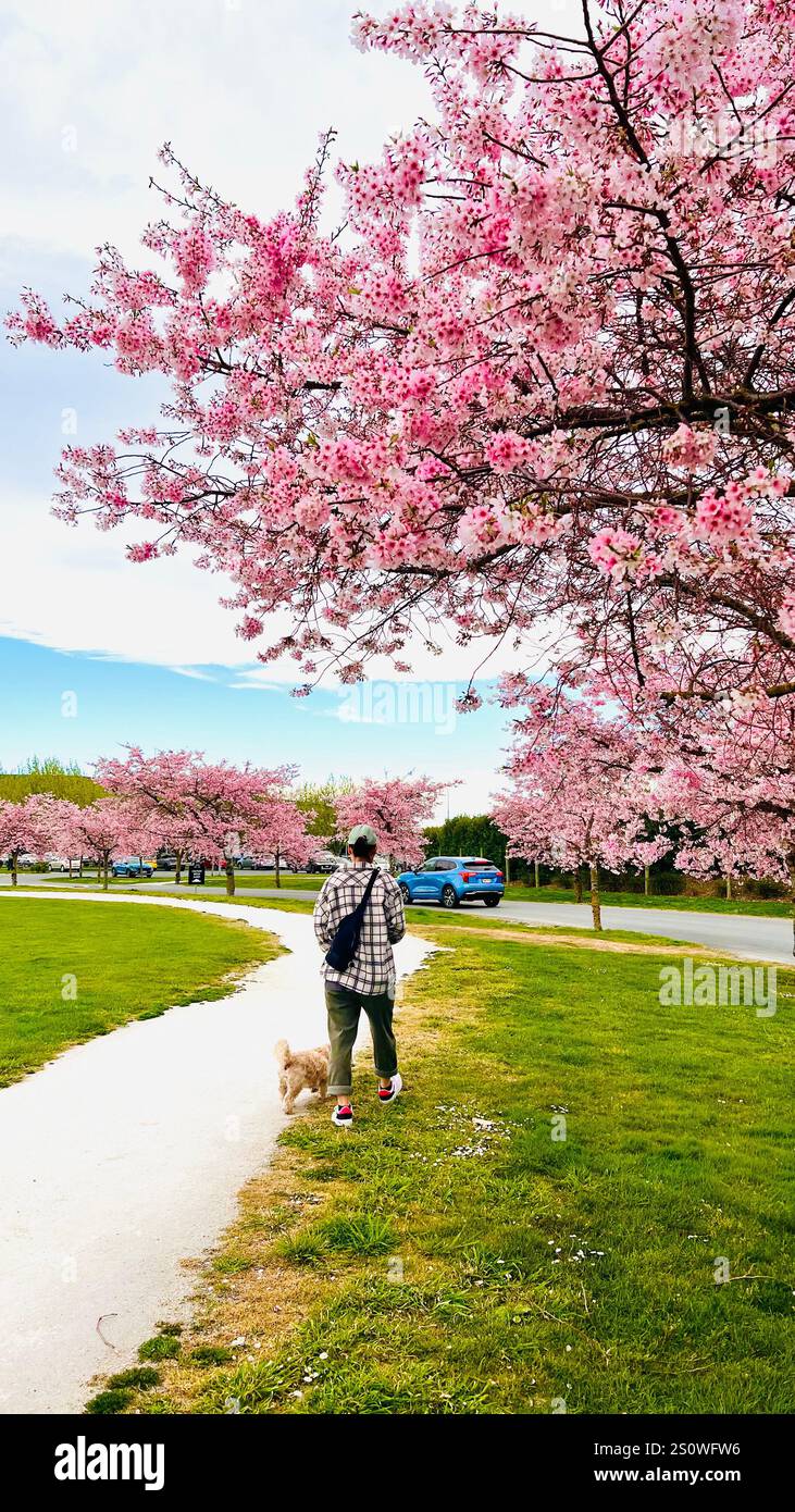Spring season and Cherry Blossom - Smartphone Captured Stock Image