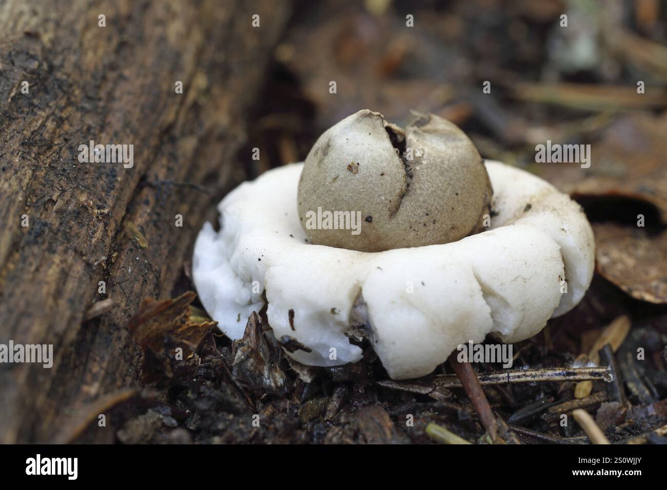 Fringed earthstar, Geastrum fimbriatum Stock Photo - Alamy