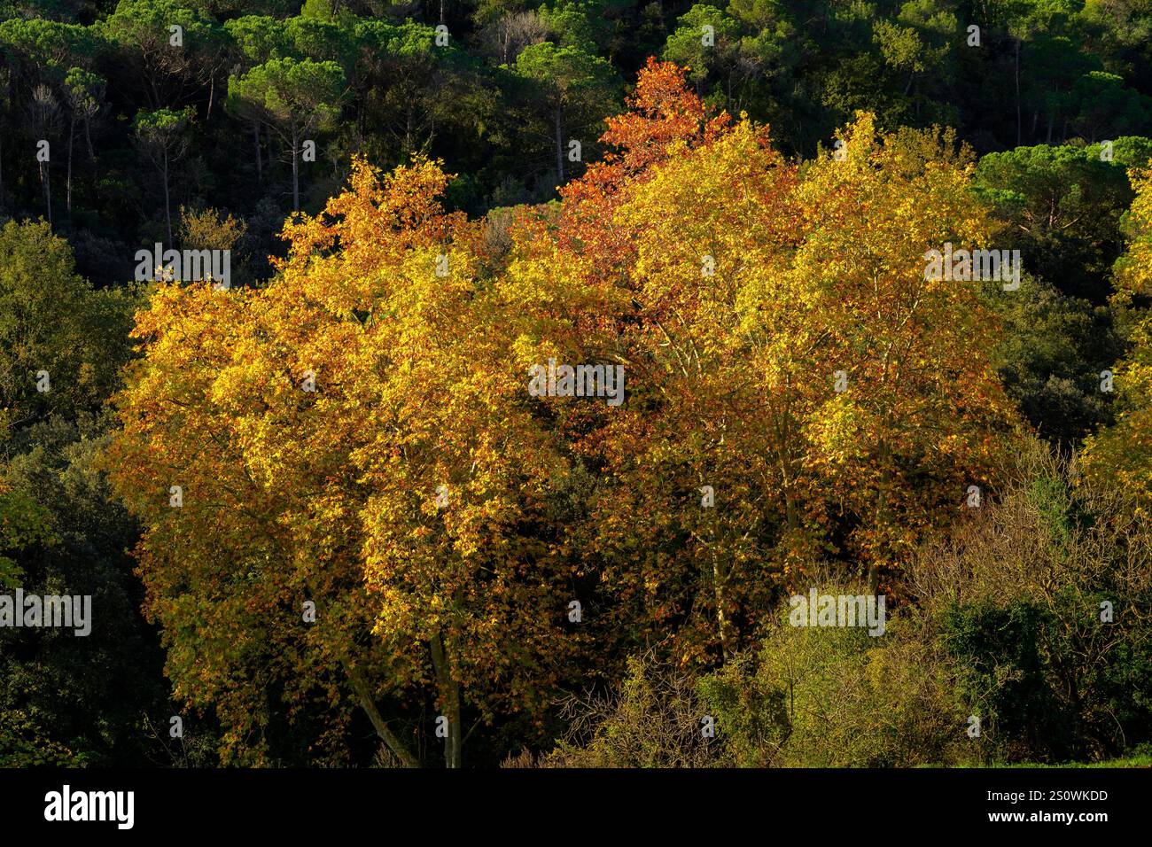 Campos de otoño hi-res stock photography and images - Alamy