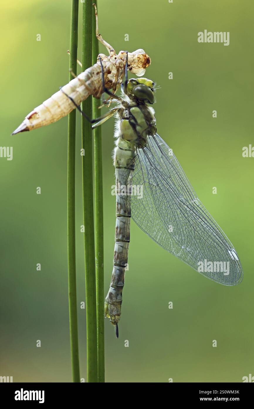 Southern Hawker, Aeshna cyanea, hatched, pupa Stock Photo