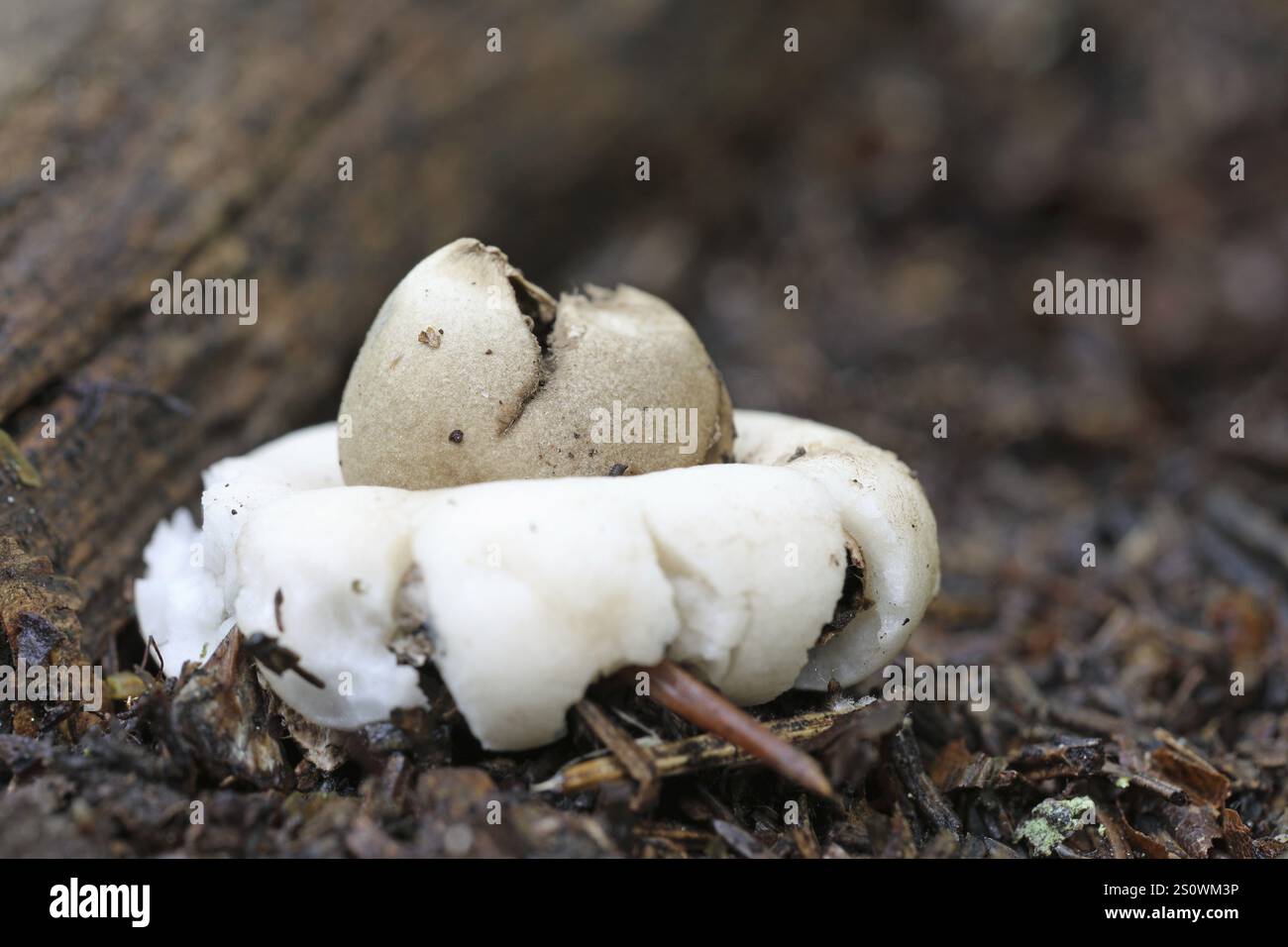 Fringed earthstar, Geastrum fimbriatum Stock Photo - Alamy