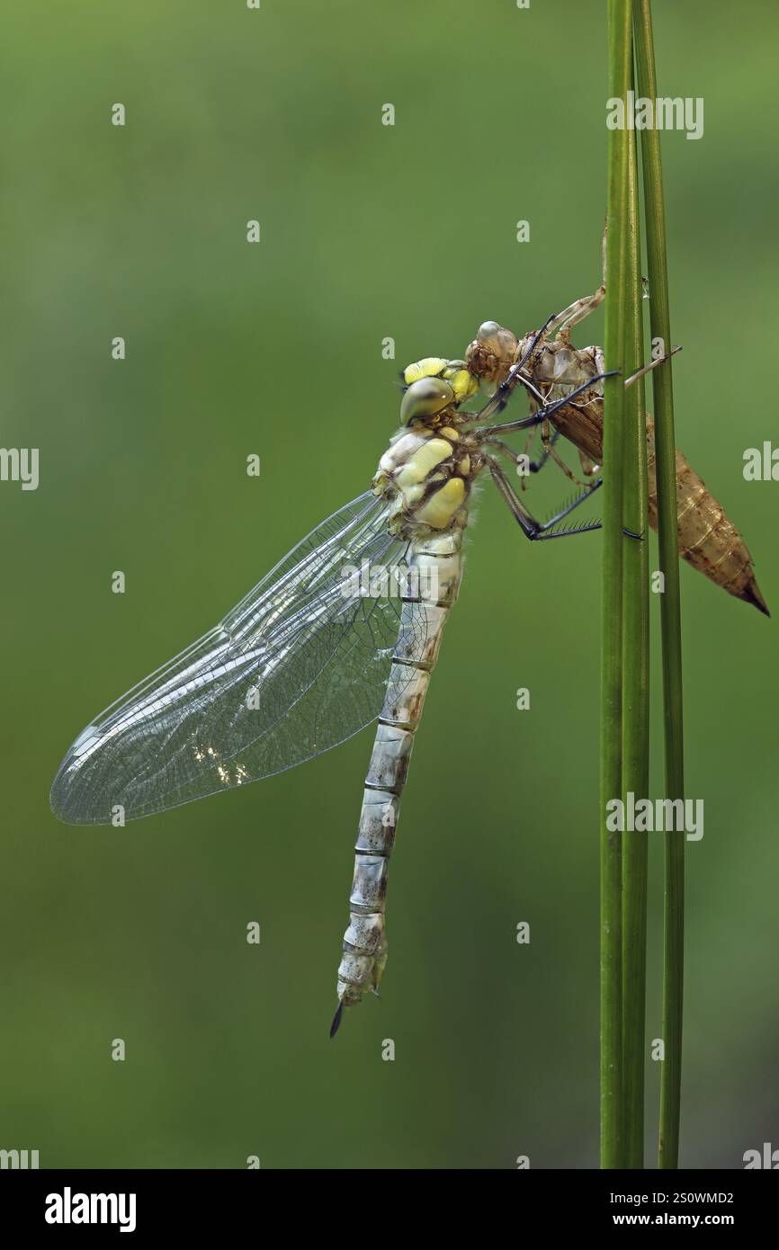 Southern Hawker, Aeshna cyanea, hatched, pupa Stock Photo