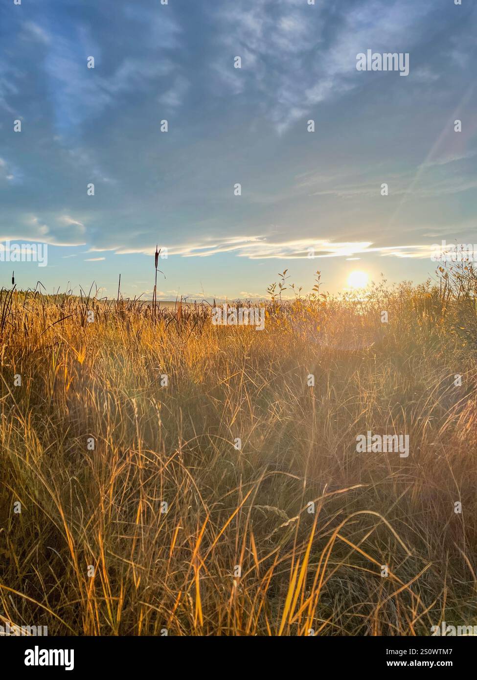 A serene field of tall grasses bathed in golden sunlight during sunrise, framed by a clear sky. Ideal for nature, travel, and lifestyle themes. - Smartphone Captured Stock Image