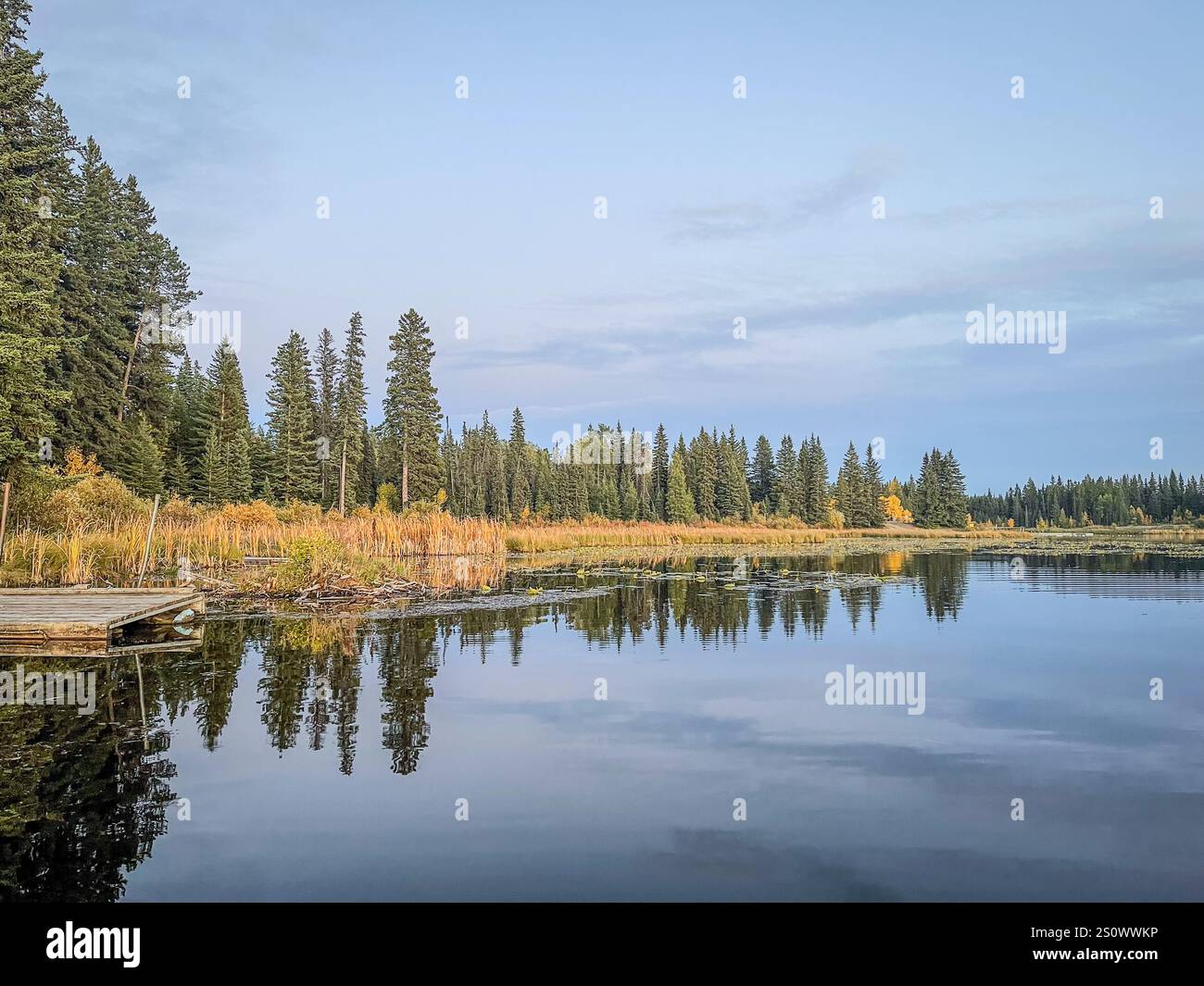 A serene lakeside scene with tall evergreens, clear sky, and calm water reflecting the surrounding forest. - Smartphone Captured Stock Image