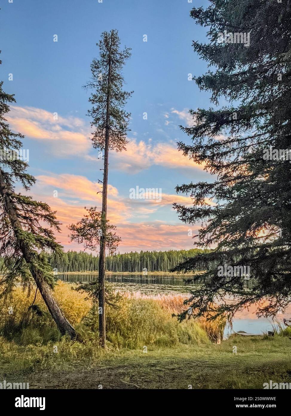 A sunset with pink and orange clouds framed by tall trees overlooking a calm lake. - Smartphone Captured Stock Image