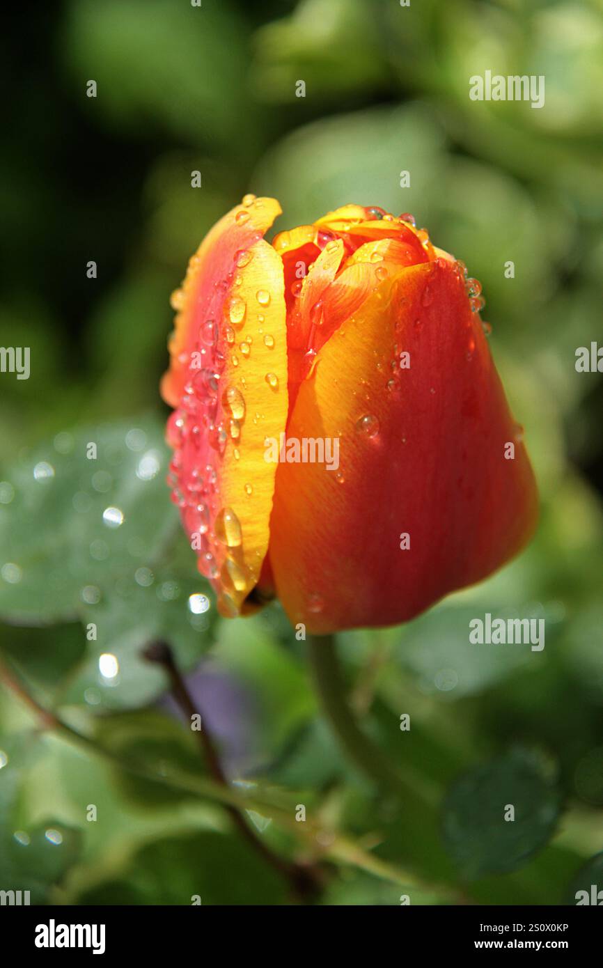 Tulip flower after the rain Stock Photo - Alamy