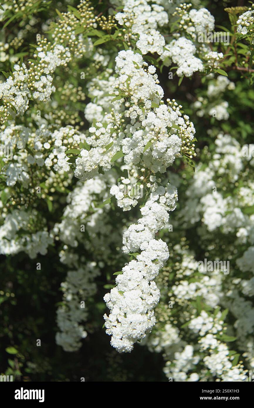 絵画 Reeves spirea Reeves spirea 絵画