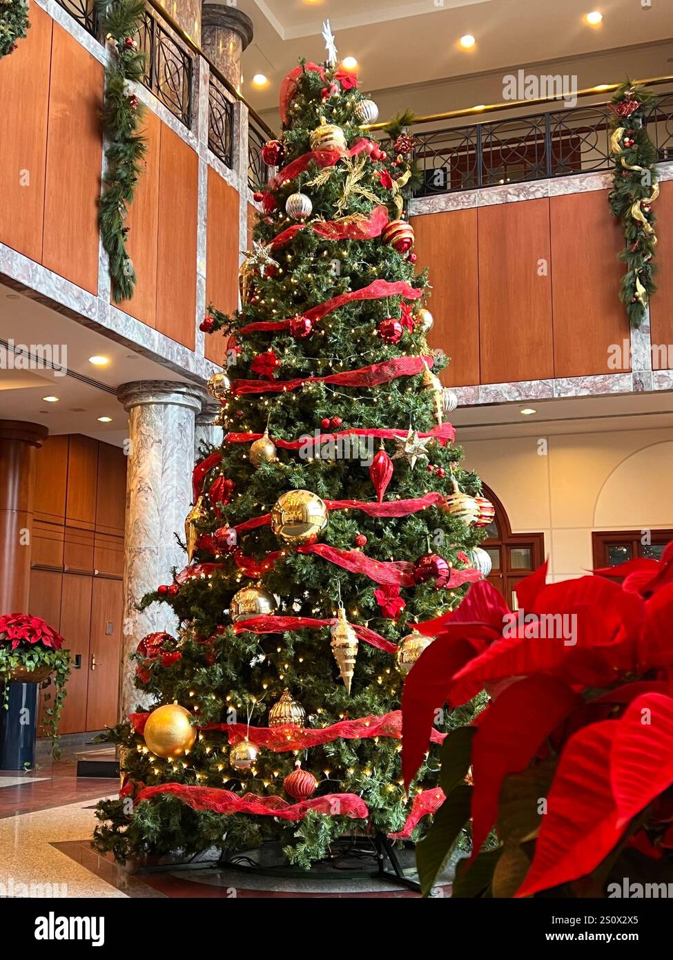 Oh Christmas Tree - Smartphone Captured Stock Image