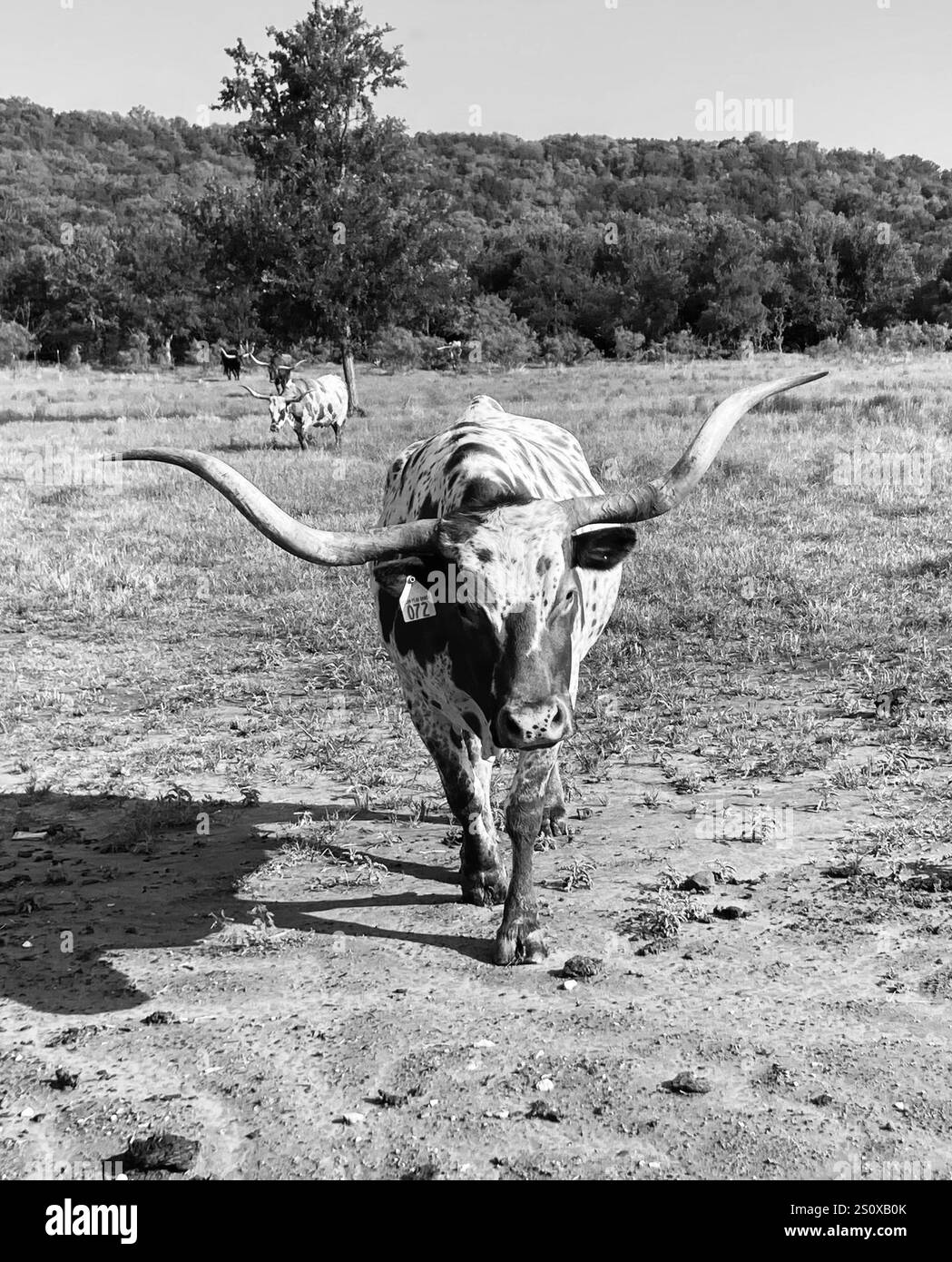 In The Wild - Smartphone Captured Stock Image