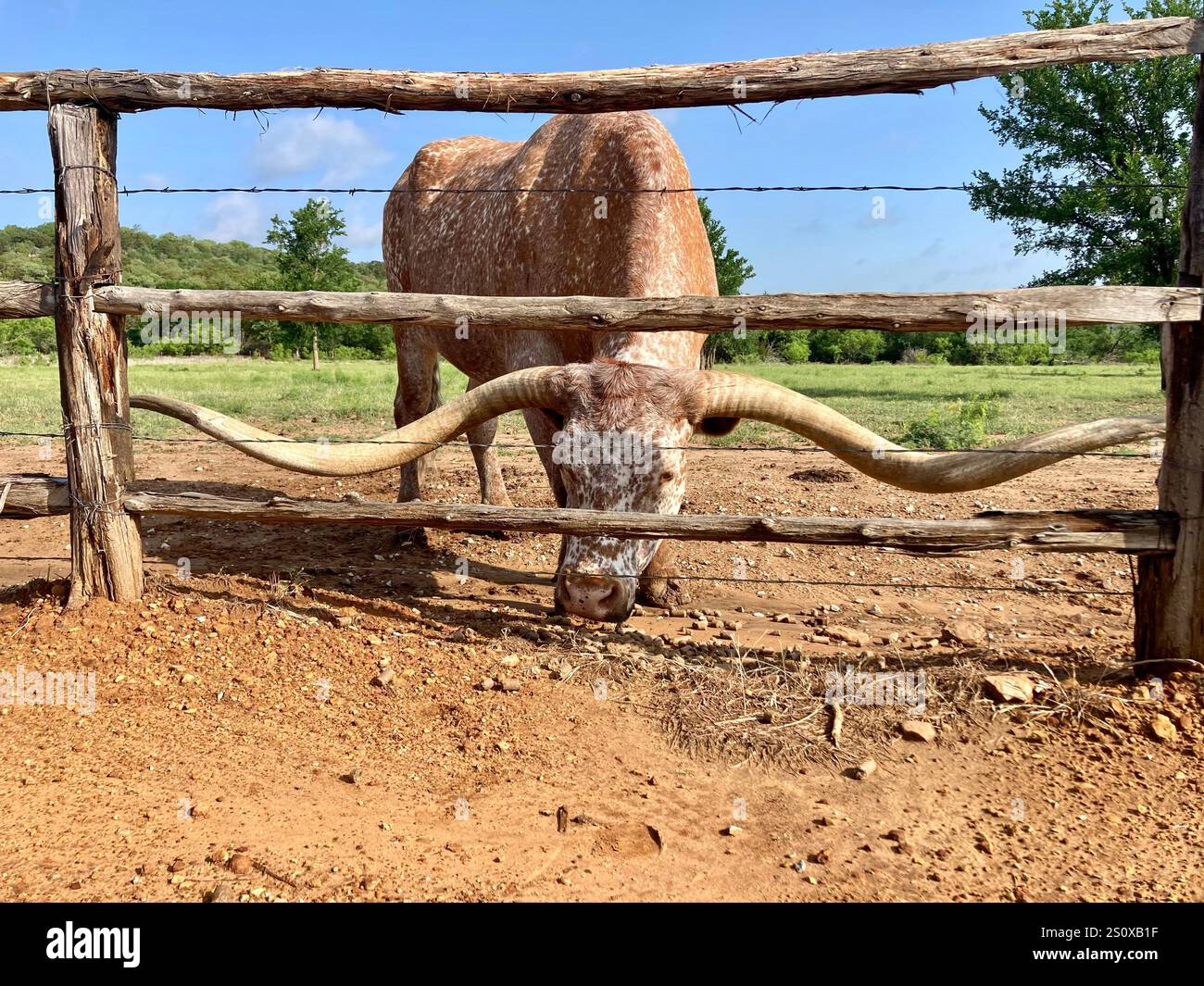 In The Wild - Smartphone Captured Stock Image