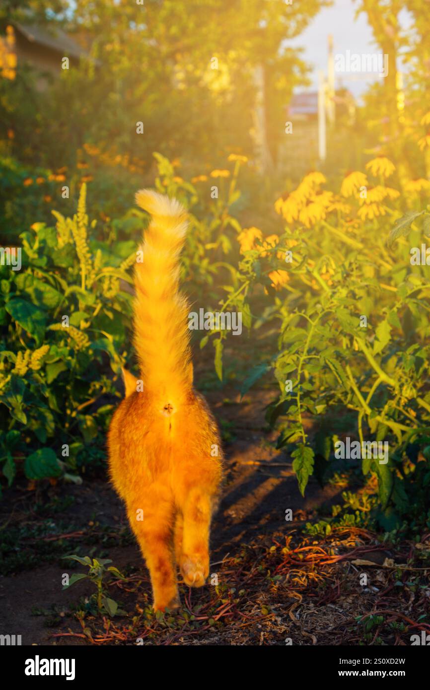A ginger cat strolls graceful…