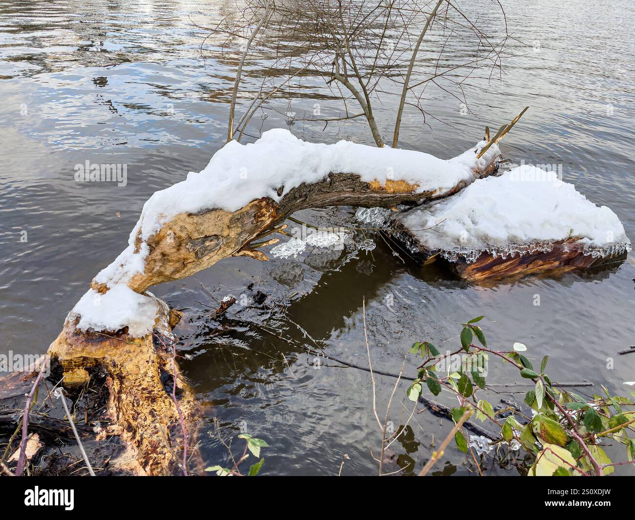 Tree bited off by beaver in Winter in Vltava river in Prague, Czech ...