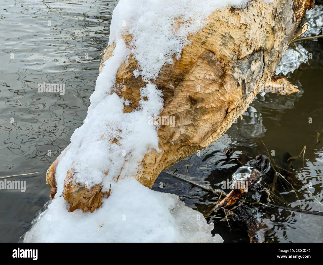 Bited Tree bited off by beaver in Winter in Vltava river in Prague, Czech ...