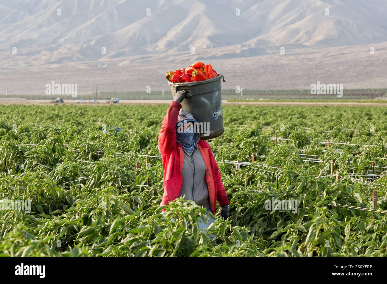 Worker harvesting Organic Red Bell Pepper 'Capsicum annuum', early ...