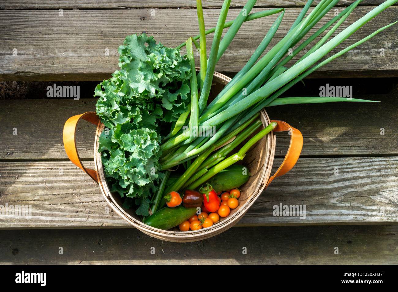 Summer vegetable garden harvest basket Stock Photo