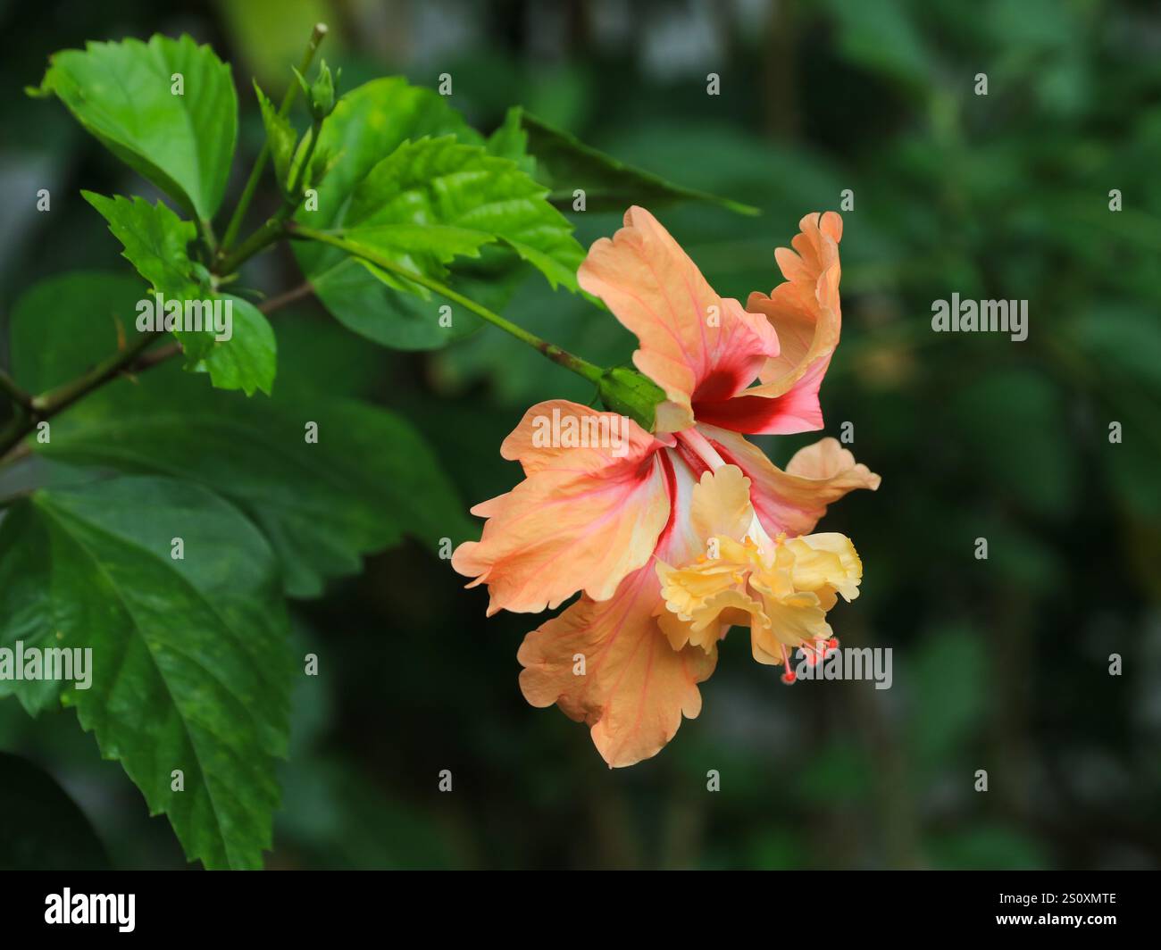 Peach colored hibiscus sinensis, Thailand Stock Photo - Alamy