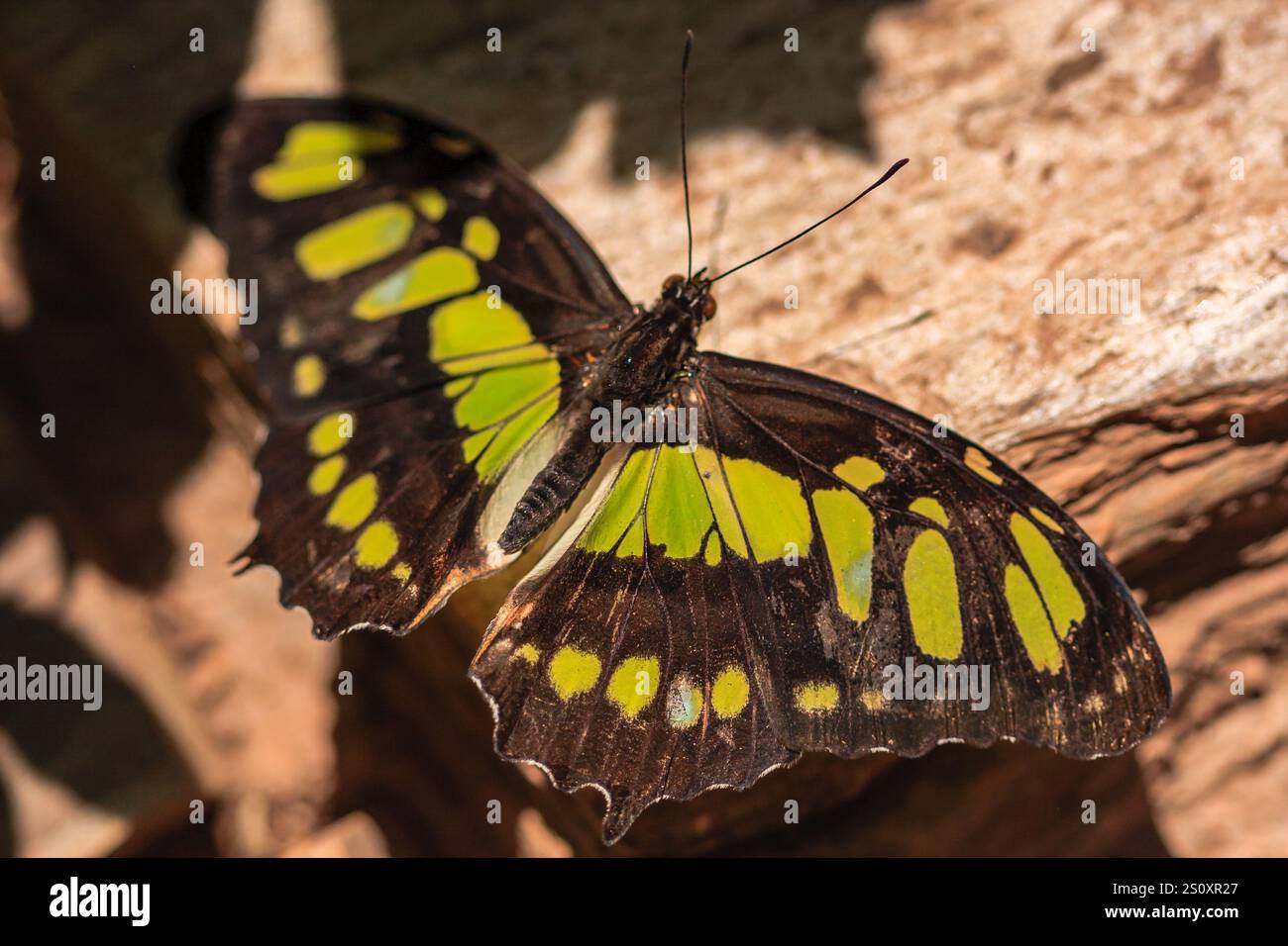 A green and black butterfly is perched on a tree branch. The butterfly has a unique pattern of spots and stripes, making it stand out against the brow Stock Photo