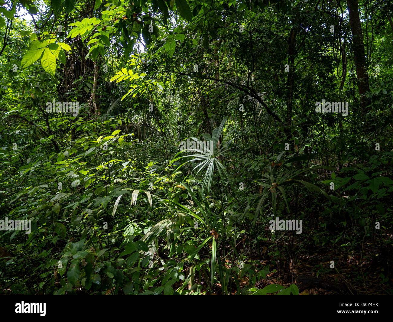 Rainforest in the Tayrona National Park (Parque Nacional Natural