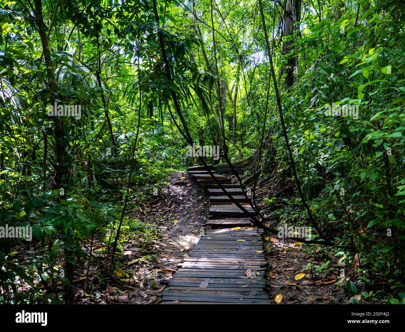 Rainforest in the Tayrona National Park (Parque Nacional Natural