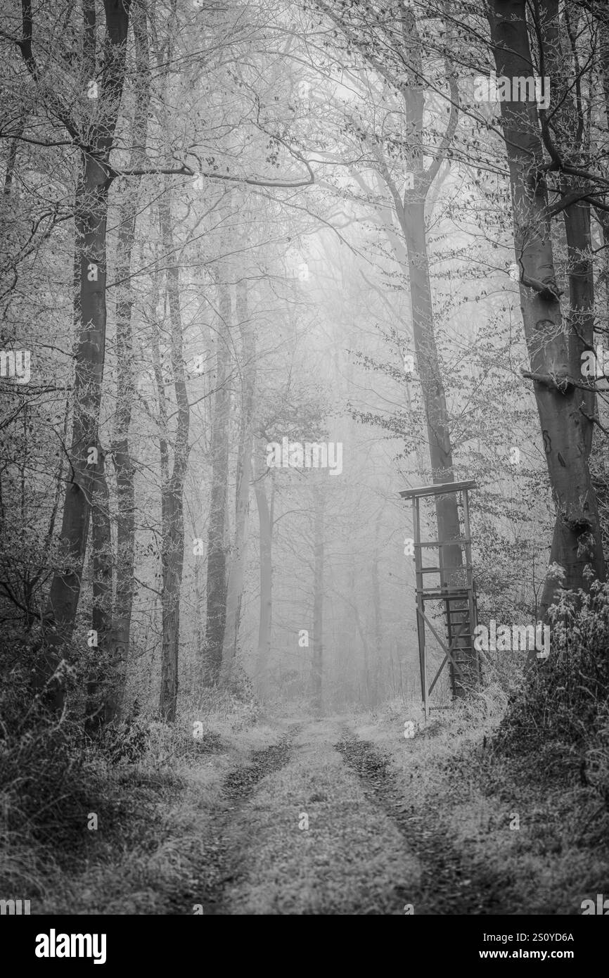 A haunting black and white image of a foggy and mysterious forest pathway, powerfully evoking both mystery and solitude Stock Photo