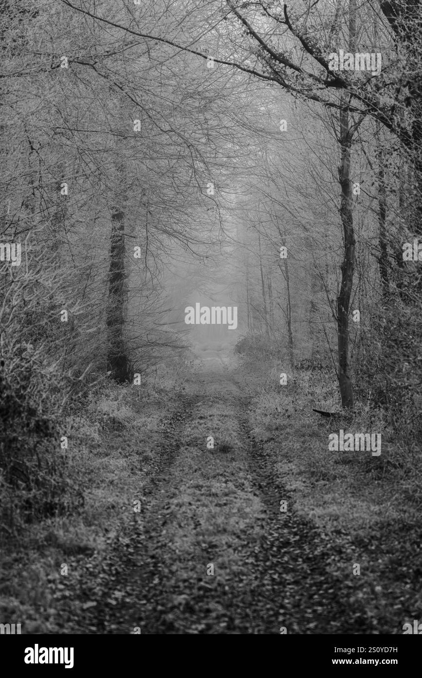 A haunting black and white image of a foggy and mysterious forest pathway, powerfully evoking both mystery and solitude Stock Photo