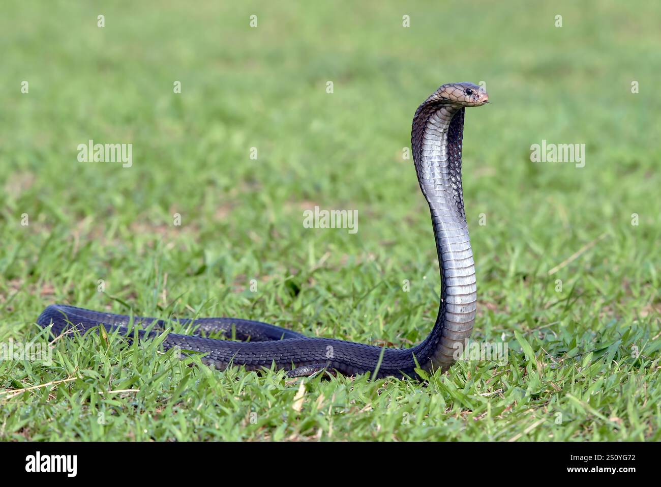 Java Cobra Animal Javanese hi-res stock photography and images - Alamy