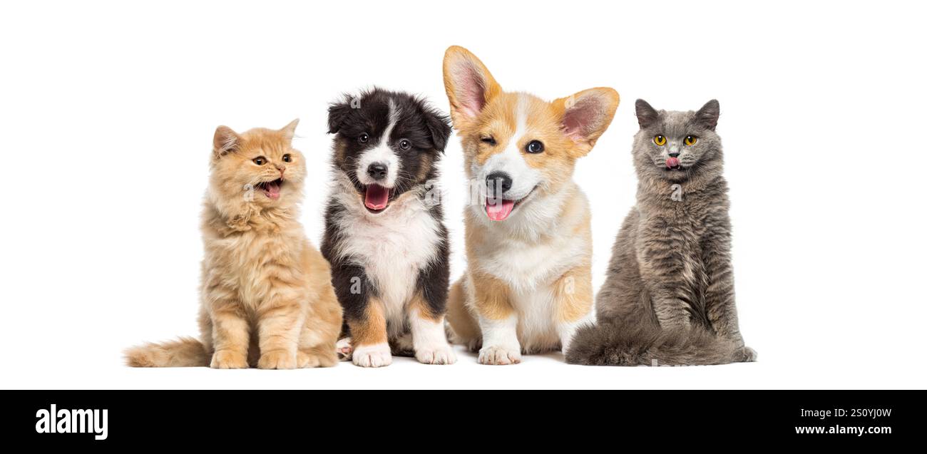 Adorable pets, dogs and cats, sitting next to each other and making