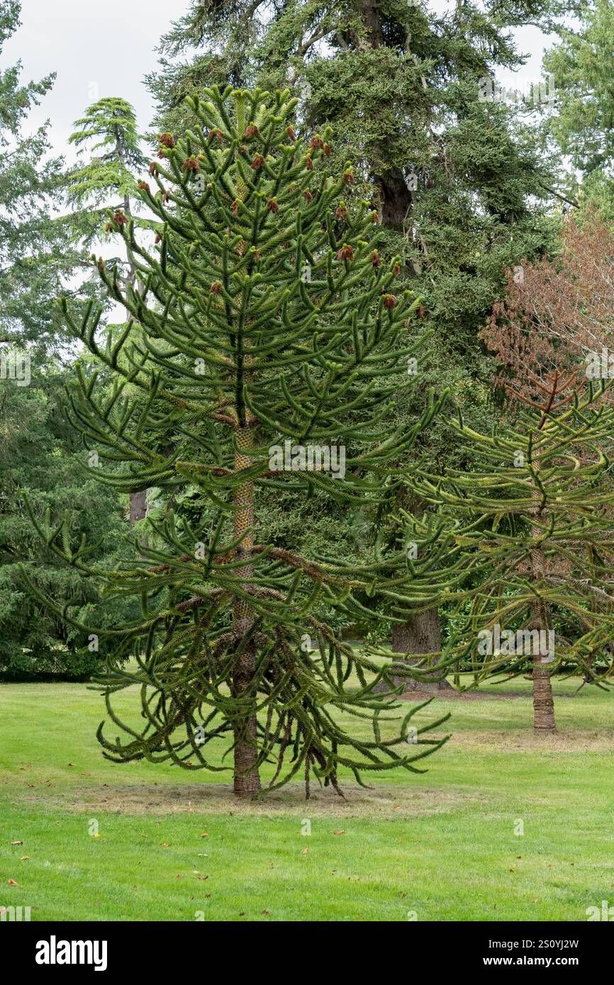 Mature monkey puzzle tree trees hi-res stock photography and images - Alamy