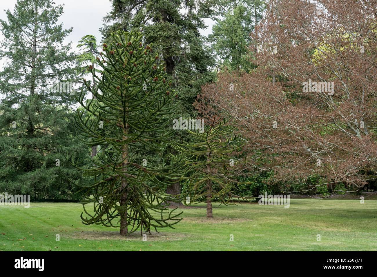 Mature monkey puzzle tree trees hi-res stock photography and images - Alamy