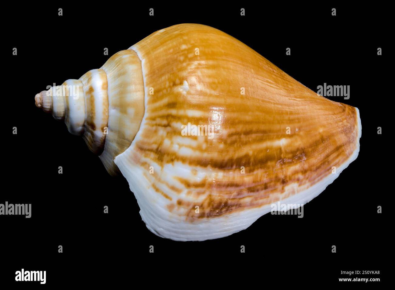 Laevistrombus canarium shell isolated on black background Stock Photo