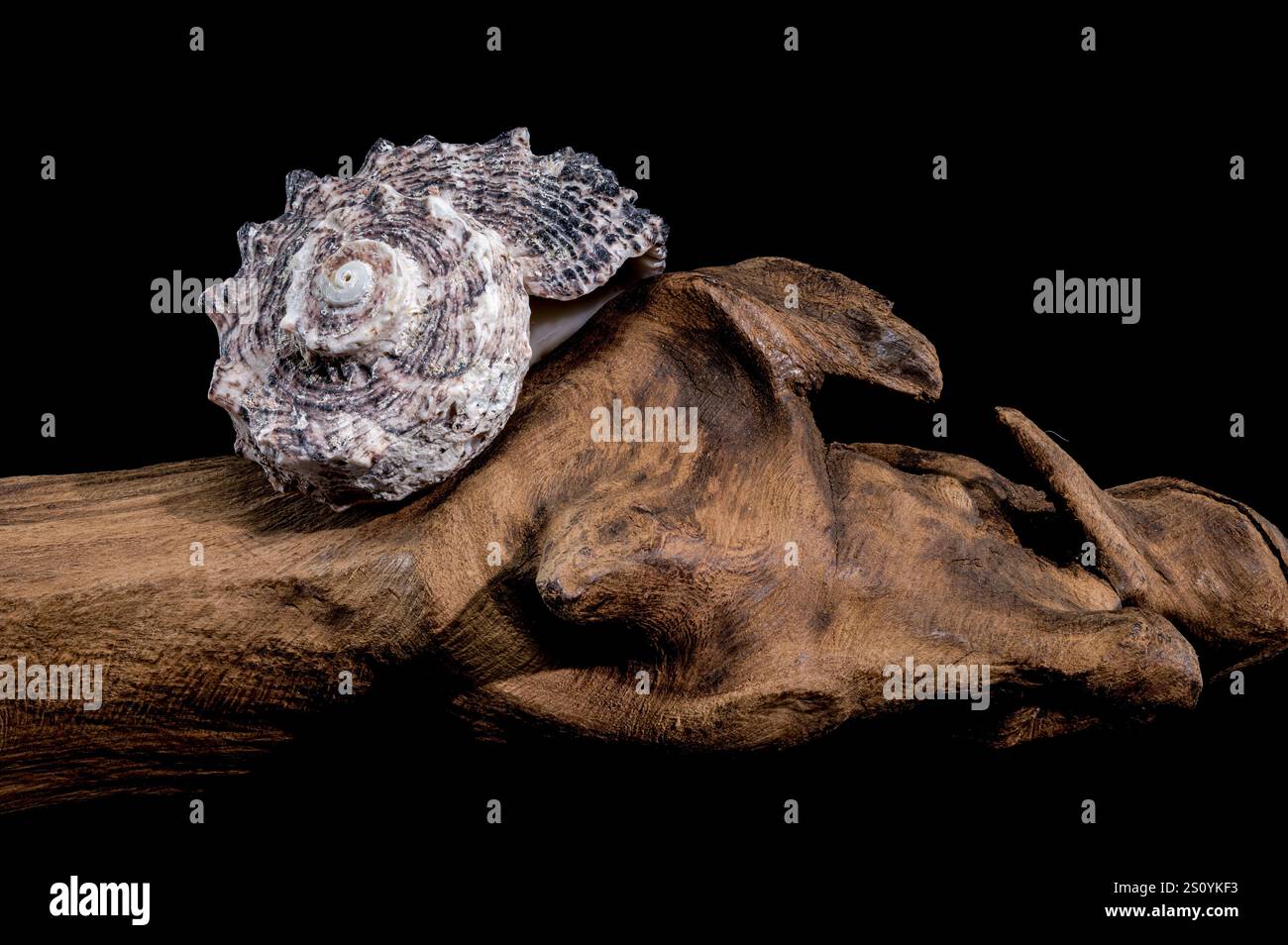 Angaria delphinus shell on driftwood Stock Photo