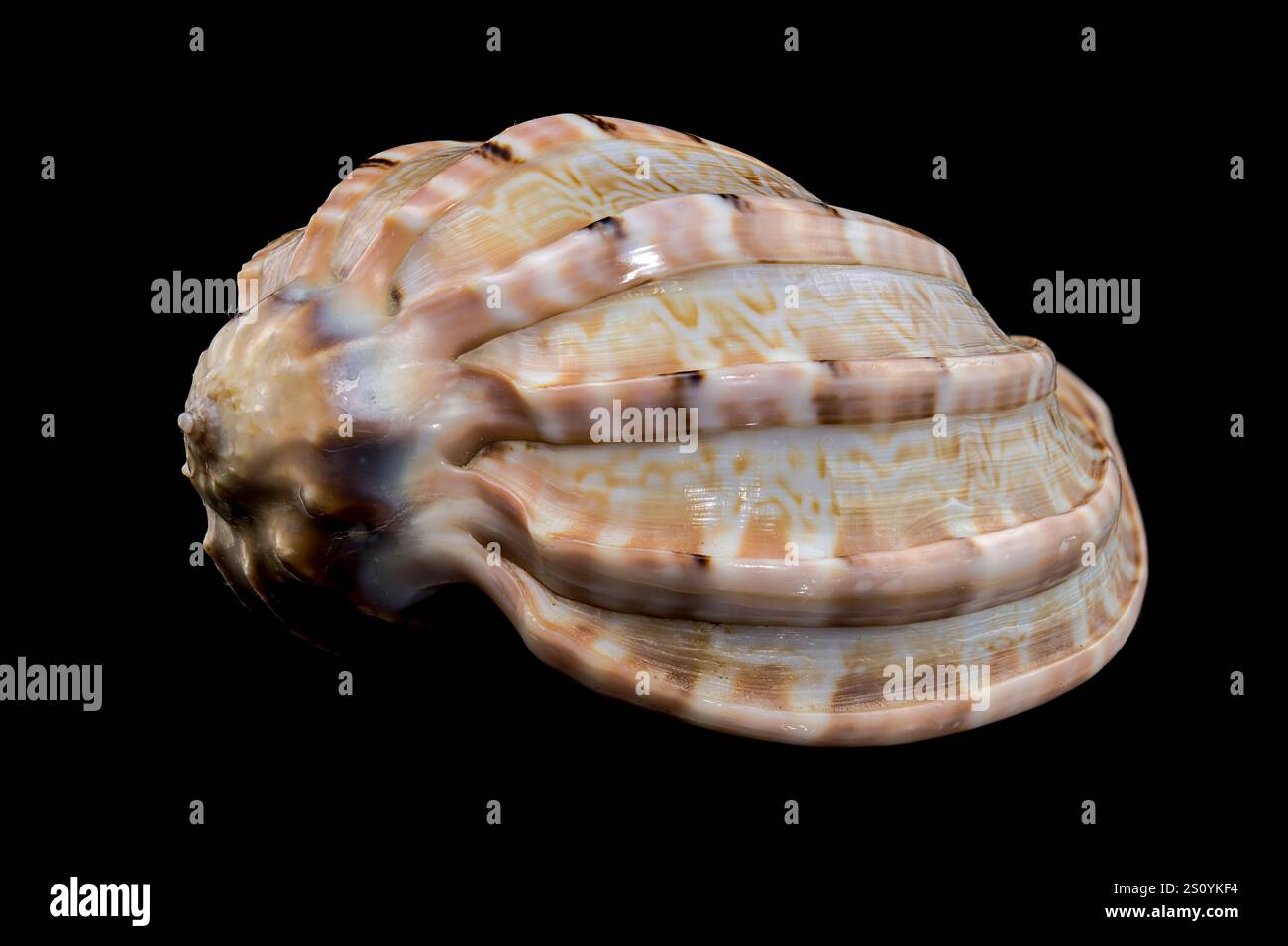 Harpa amouretta seashell on black background Stock Photo